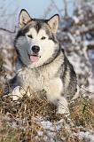 ALASKAN MALAMUTE 086